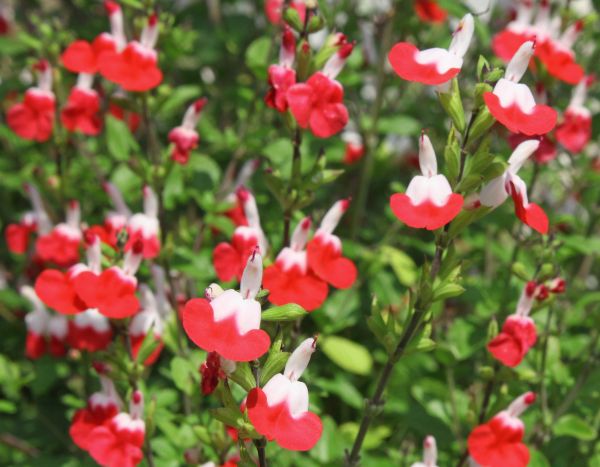 How to propagate shrubby sage?