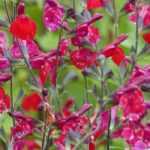 Shrubby sages: planting and care tips