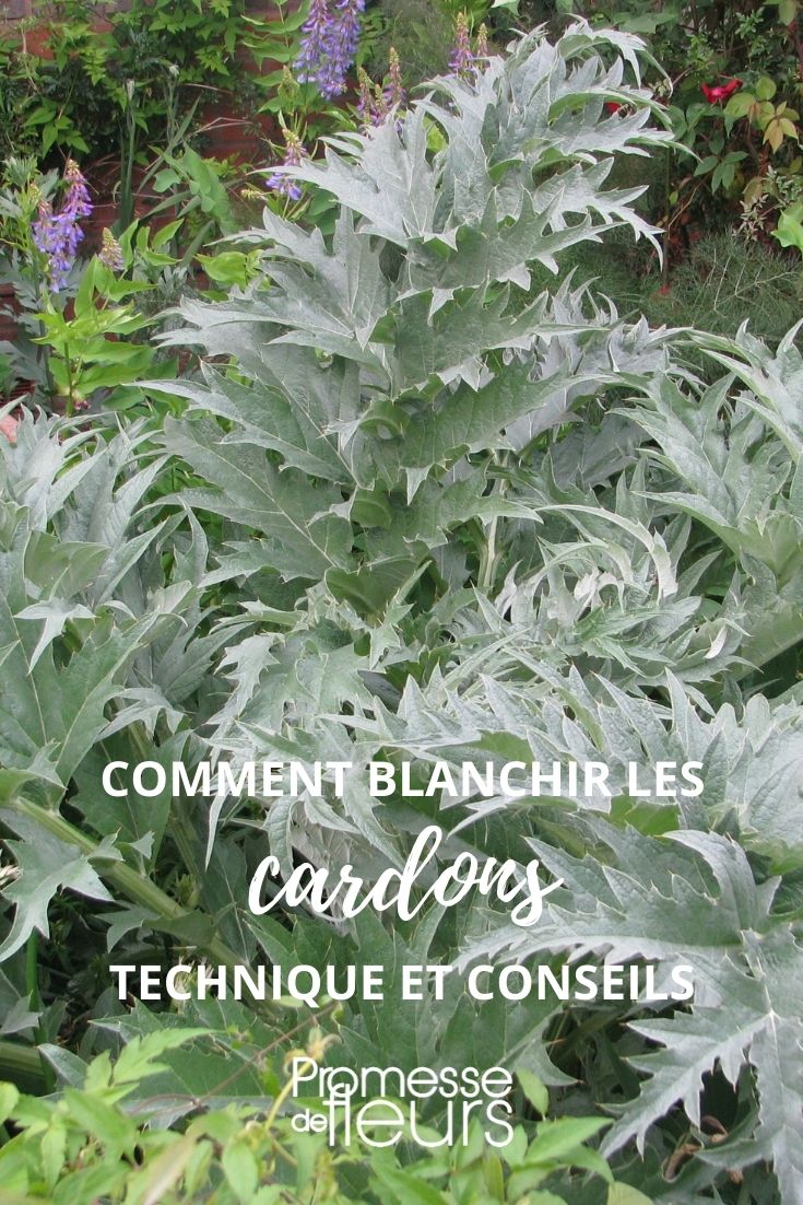 [plant id="1234" care="blanching"]