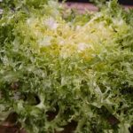 How to blanch winter lettuces?