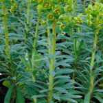 Multiply euphorbias: cutting, sowing and division