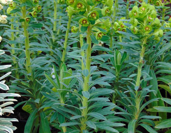 Multiply euphorbias: cutting, sowing and division