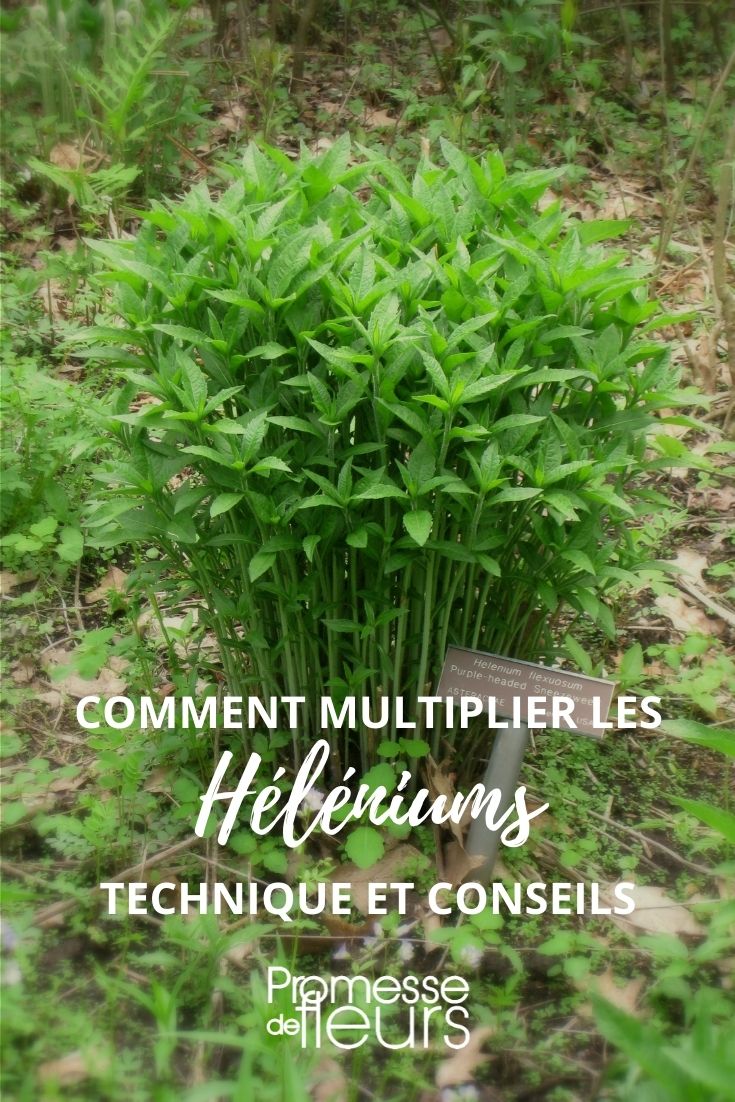 [multiply quantity="helenium"]