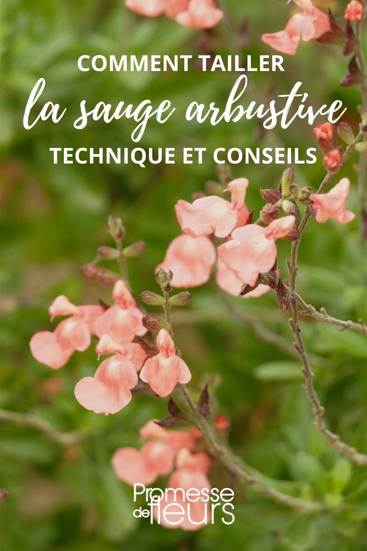 Pruning of Bush Sage - Salvia