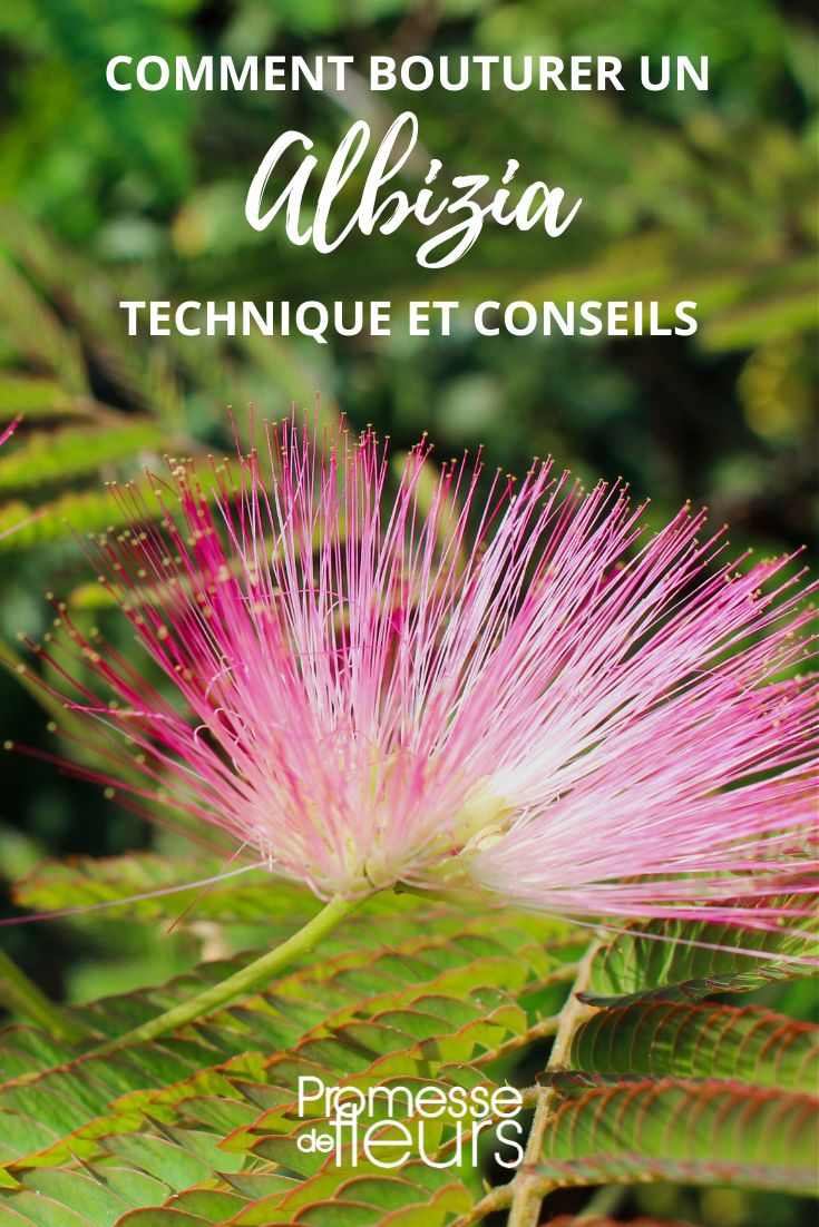 propagate Albizia silk tree