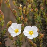 Halimium: planting, growing, and care