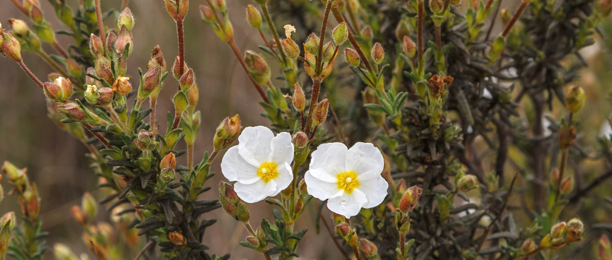 Halimium: planting, growing, and care