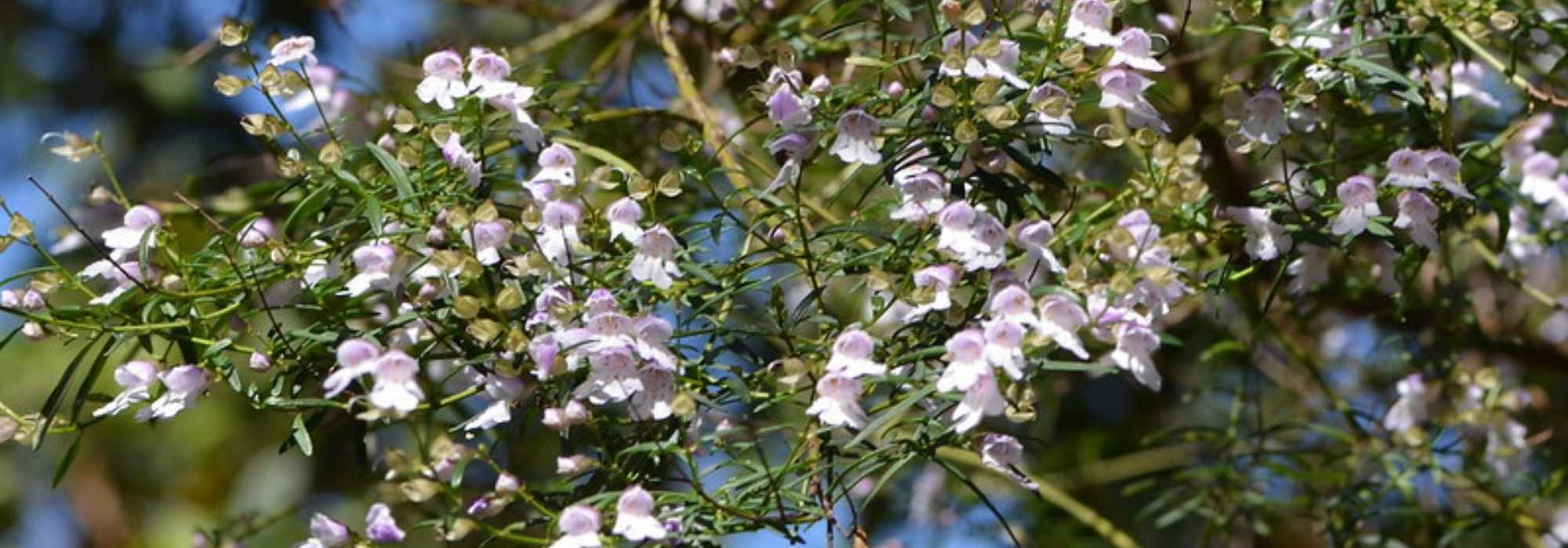 Prostanthera - Australian Mint Bush: Planting and Growing