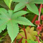 Ricinus communis: planting, sowing, cultivation