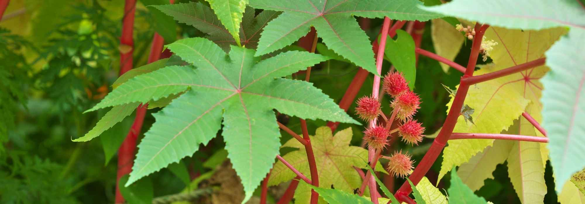 Ricinus communis: planting, sowing, cultivation