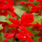 Annual Sage: planting, sowing, and care