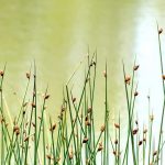 Scirpus: Planting, Growing and Caring