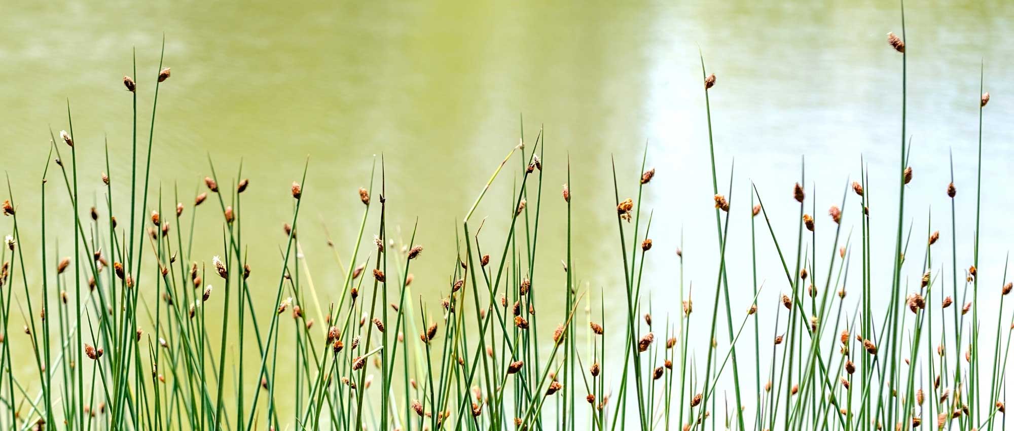 Scirpus: Planting, Growing and Caring