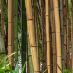 Bambusa - Bamboo: planting and growing