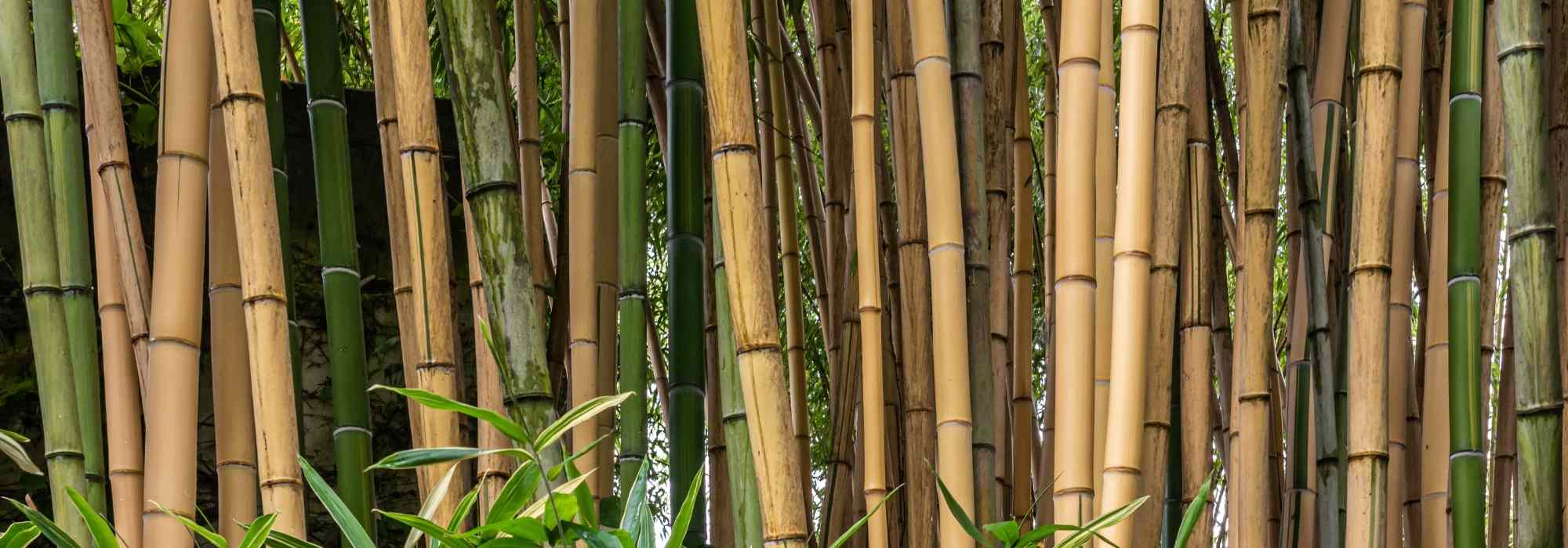 Bambusa - Bamboo: planting and growing