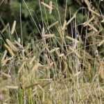 Bouteloua, Boutelou: planting, growing, and care