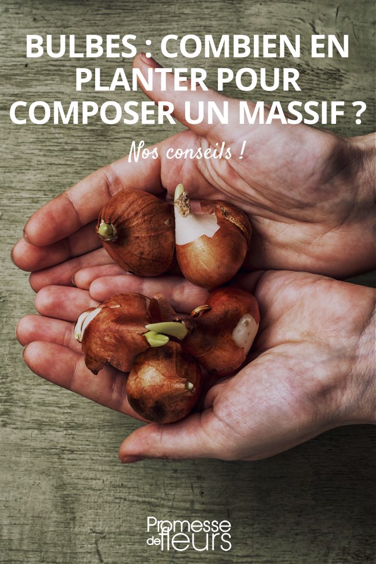 planting bulbs: how many?