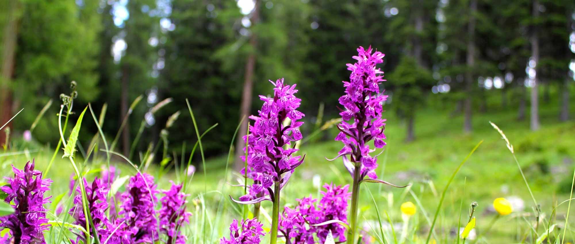 Dactylorhiza: planting, growing, and care