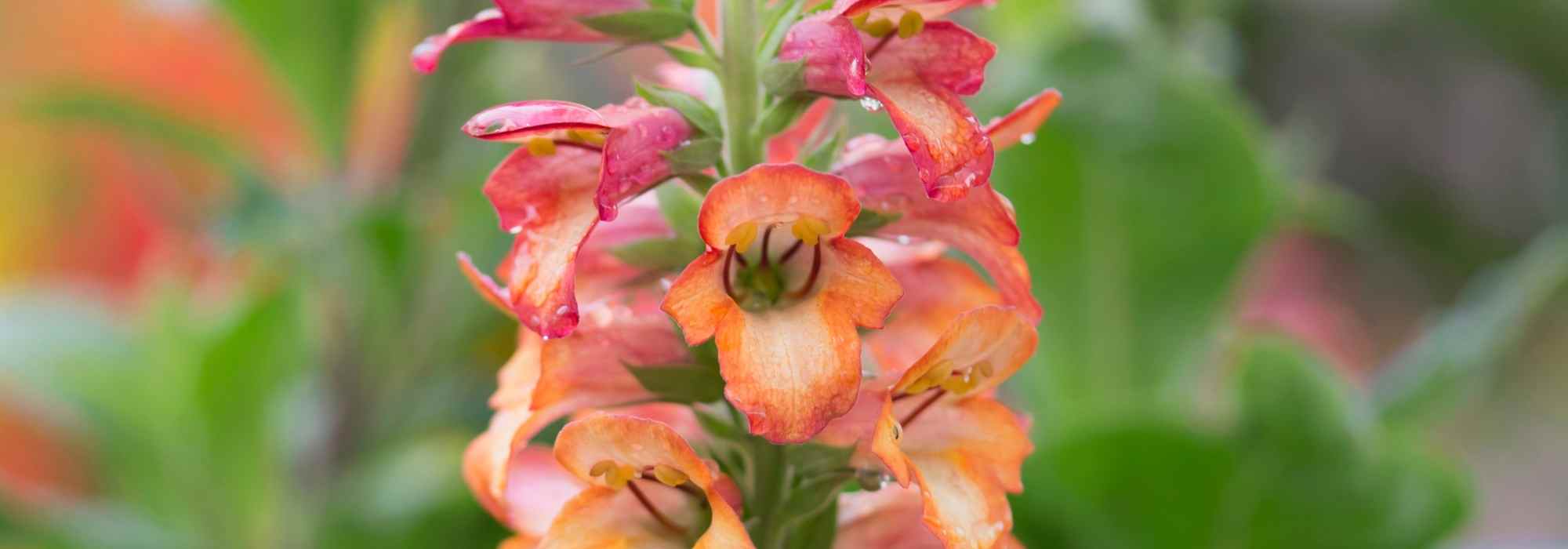 Digiplexis, annual Foxglove: planting and care