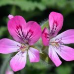 Scented Geranium: Planting, Care, and Benefits