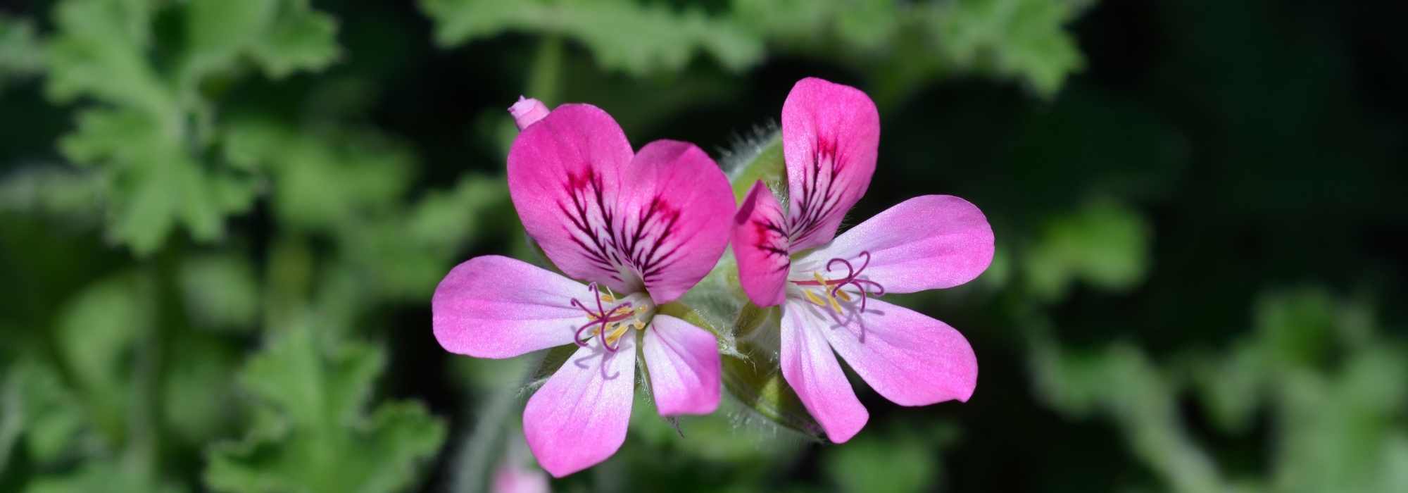 Scented Geranium: Planting, Care, and Benefits