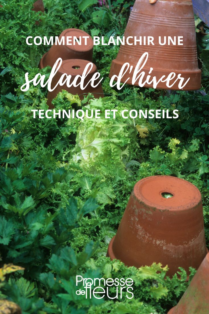 [plant id="salade" care="winter"]