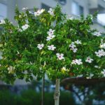 Train a hibiscus into a tree