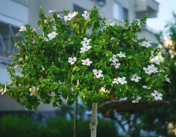 Train a hibiscus into a tree