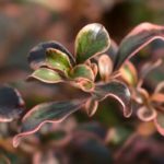 Coprosma, mirror plant: planting, cultivation