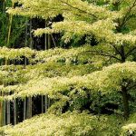 Cornus controversa - pagoda dogwood and Cornus alternifolia: planting and maintenance