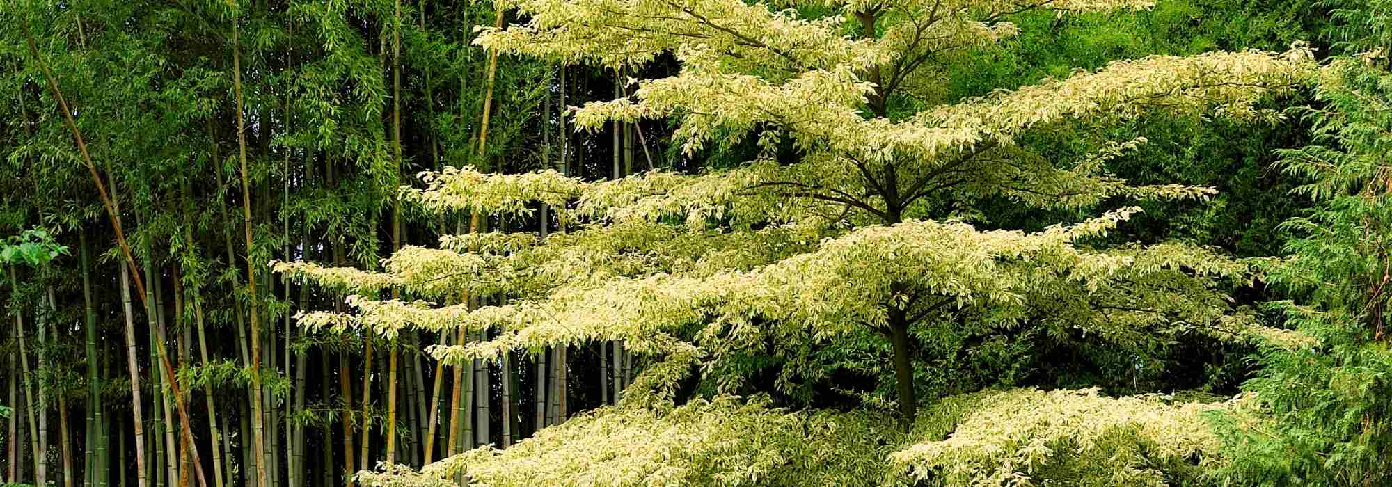 Cornus controversa - pagoda dogwood and Cornus alternifolia: planting and maintenance