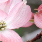 Cornus florida - American flowering dogwood: choosing, planting and caring for