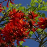 Erythrina, Coral tree: planting and care