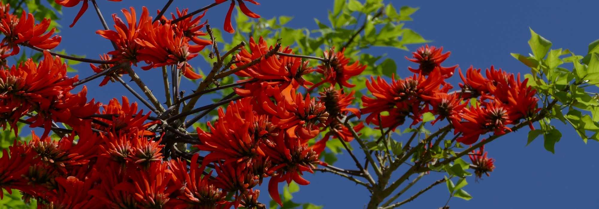 Erythrina, Coral tree: planting and care