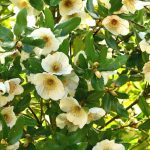 Eucryphia: plant, cultivate and maintain