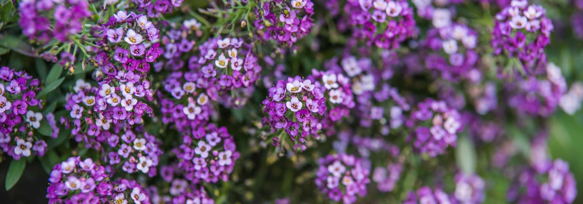 Lobularia - Sweet Alyssum: sowing, planting, and growing
