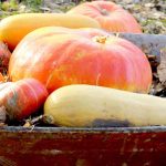 Harvest and store squashes