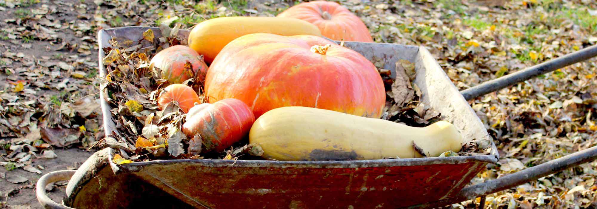 Harvest and store squashes