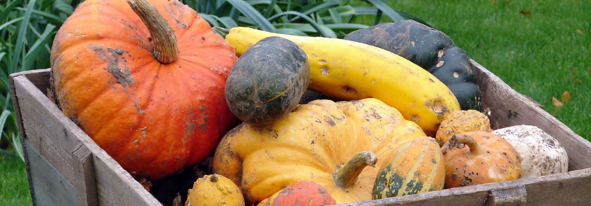 Kitchen garden calendar - November