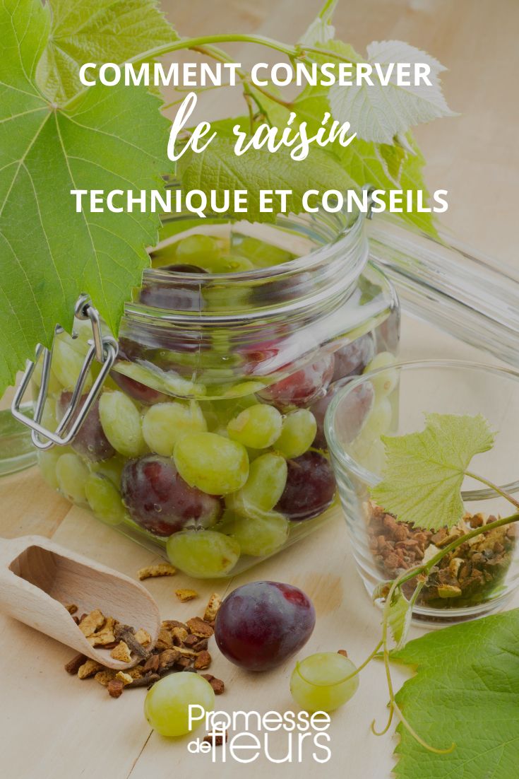 [plant_guide title="Grapevine" subtitle="Conservation Methods"]

[bullet_list]
[item]Prunez les grappes de raisin en laissant une petite tige pour prolonger leur durée de conservation.[/item]
[item]Placez les grappes dans un endroit frais et sombre, comme une cave ou un réfrigérateur, pour les conserver plus longtemps.[/item]
[item]Évitez de laver les raisins avant de les stocker, car l'humidité peut favoriser la moisissure.[/item]
[item]Vérifiez régulièrement les grappes et retirez celles qui commencent à se rider pour éviter la propagation de la pourriture.[/item]
[/bullet_list]

[/plant_guide]