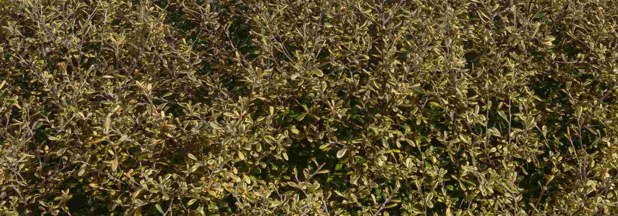 Corokia: planting and care