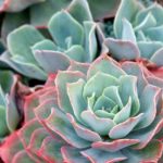 Echeveria: planting, growing and caring