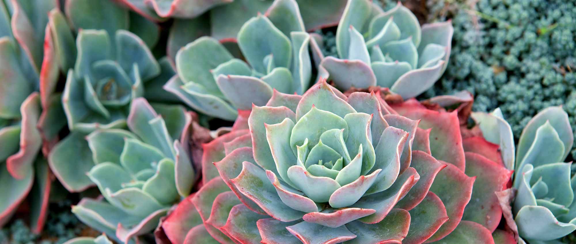 Echeveria: planting, growing and caring