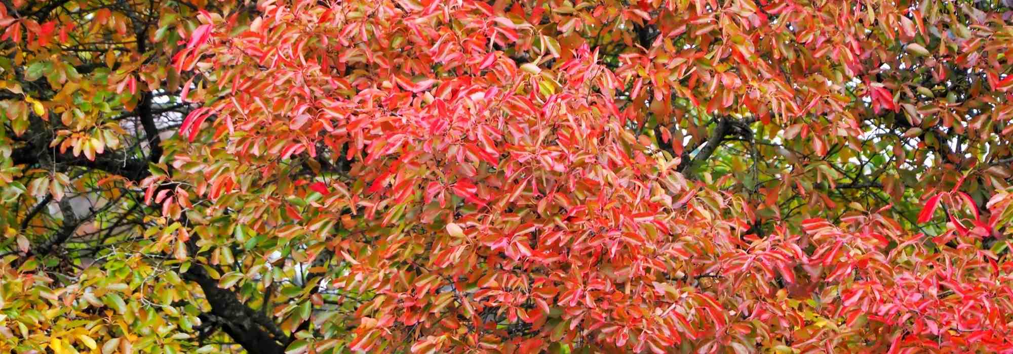 Nyssa, Black Gum or Tupelo: Planting and Care