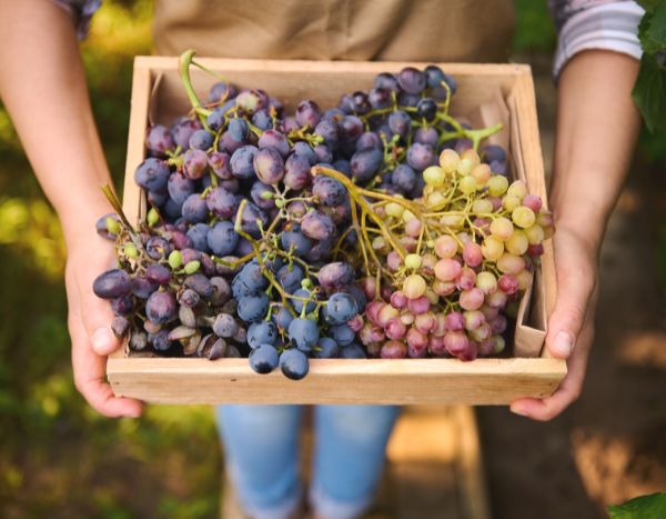 How to store your grapes?