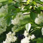 Staphylea - Bladder nut: planting and growing