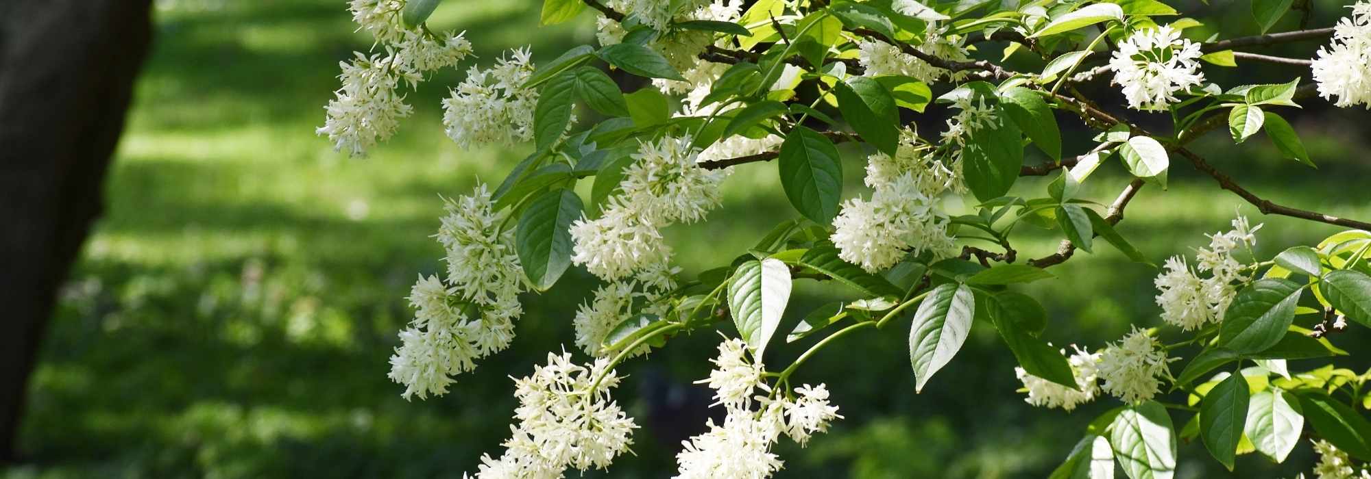 Staphylea - Bladder nut: planting and growing