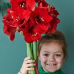 Growing Amaryllis shoots with children