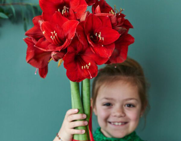 Growing Amaryllis shoots with children