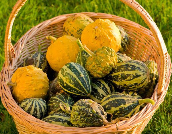 Ornamental gourds: harvest and storage